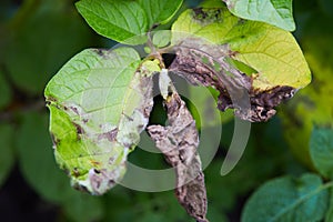 Potato plant has got ill with Phytophthora Phytophthora Infestans photo