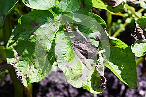Potato plant has got ill with Phytophthora Phytophthora Infestans photo