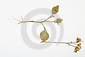 Potato plant herbarium on white