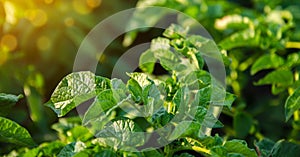 Potato plant leaves. Landscape with agricultural land. Olericulture. Agriculture and agro industry. Farm plantation. Agribusiness photo