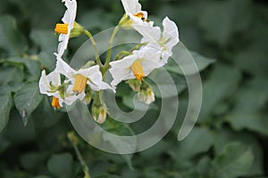 The potato plant macrophotography. Yellow stamen. White petals.