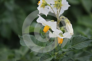 The potato plant photography. Yellow stamen. White petals.
