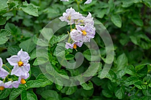 Potato plant with purple flowers and green leaves. Solanum tuberosum