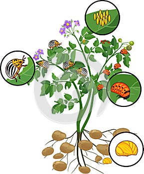 Potato plant with root system and different stages of development of Colorado potato beetle or Leptinotarsa decemlineata photo