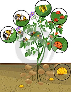 Potato plant with root system and different stages of development of Colorado potato beetle or Leptinotarsa decemlineata