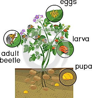 Potato plant with root system and stages of development of Colorado potato beetle or Leptinotarsa decemlineata