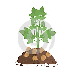 Potato Plant with Soil