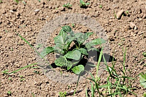 Potato plant with thick dark green leathery leaves growing in local garden surrounded with dry soil and grass