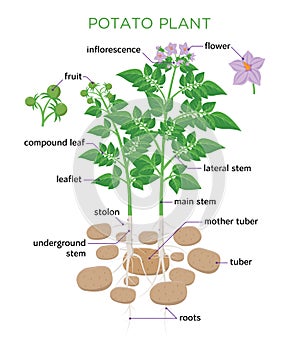 Potato plant vector illustration in flat design. Potato growth diagram with parts of plant, tubers, stem, roots, flowers