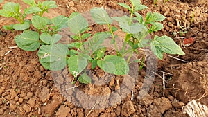 Potato plant in vegetable garden.