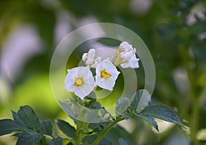 Potato plant with white flowers.