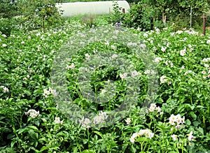 Potato plantation in bloom in the garden