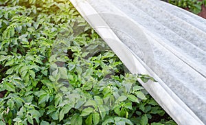 Potato plantation covered with agrofibre. Opening of young potato bushes as it warms. Hardening of plants in late spring photo