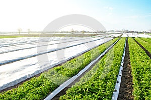 Potato plantation farm fields on a sunny day. Agriculture, growing food vegetables. Use of spunbond agrofibre technology to