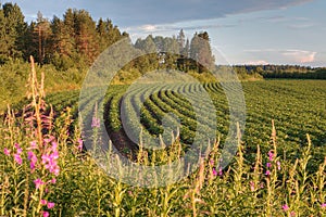 Potato plantation in farm of north Russia before sunset.