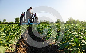 Potato plantation and tractor farmer cultivating rows. Agroindustry and agribusiness. Cultivation of a young potato field