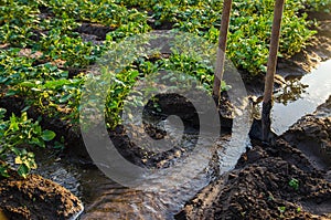 Potato plantation watering management. Shovels stuck into water stream for direction of flows to plantation rows. Farming