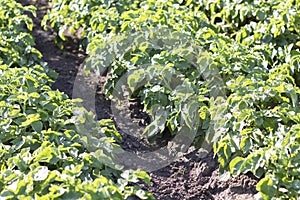 Potato plantations grow in the field. Farming, agriculture. Green field of potatoes in a row. Potato plantations, solanum