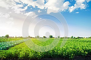 Potato plantations grow in the field. fresh healthy organic vegetables. farmlands agriculture.