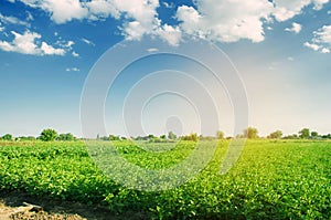 Potato plantations grow in the field. fresh healthy organic vegetables. farmlands agriculture.