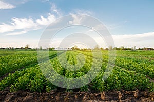 Potato plantations grow in the field on a spring sunny day. Organic vegetables. Agricultural crops. Landscape. Agriculture.