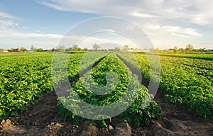 Potato plantations grow in the field on a spring sunny day. Organic vegetables. Agricultural crops. Landscape. Agriculture.