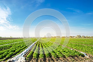 Potato plantations are grow on the field on a sunny day. Growing organic vegetables in the field. Vegetable rows. Agriculture.