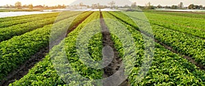 Potato plantations are grow on the field on a sunny day. Growing organic vegetables in the field. Vegetable rows. Agriculture.