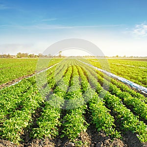 Potato plantations are grow on the field on a sunny day. Growing organic vegetables in the field. Vegetable rows. Agriculture.