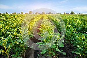 Potato plantations grow in the field. vegetable rows. farming, agriculture. Landscape with agricultural land. crops