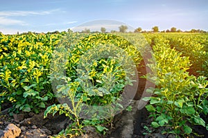 Potato plantations grow in the field. vegetable rows. farming, agriculture. Landscape with agricultural land. crops