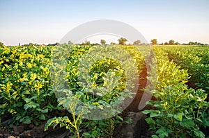 Potato plantations grow in the field. vegetable rows. farming, agriculture. Landscape with agricultural land. crops