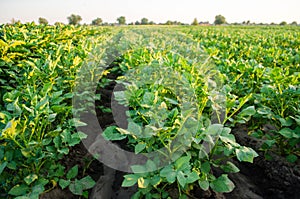 Potato plantations grow in the field. vegetable rows. farming, agriculture. Landscape with agricultural land. crops