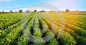 Potato plantations grow in the field. vegetable rows. farming, agriculture. Landscape with agricultural land. crops