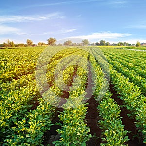 Potato plantations grow in the field. vegetable rows. farming, agriculture. Landscape with agricultural land. crops