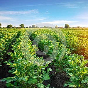 Potato plantations grow in the field. vegetable rows. farming, agriculture. Landscape with agricultural land. crops