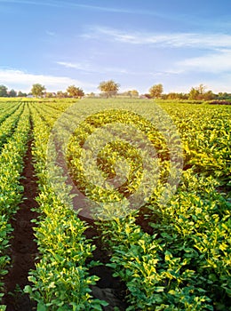 Potato plantations grow in the field. vegetable rows. farming, agriculture. Landscape with agricultural land. crops