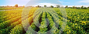 Potato plantations grow in the field. vegetable rows. farming, agriculture. Landscape with agricultural land. crops. Banner