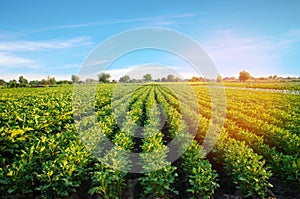 Kartoffeln Plantagen wachstum. gemüse linien. Landwirtschaft Landwirtschaft. landwirtschaftlich länder. ernten 