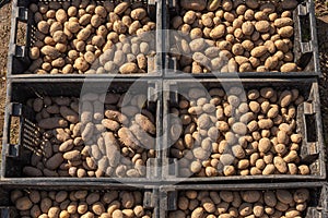 Potato tubers are in black plastic boxes for planting