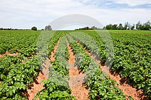 Potato plants img