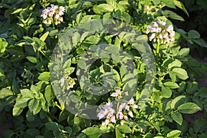 Potato plants blooming in a farm field.