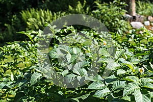 Potato plants with blossoms in a close-up in the garden