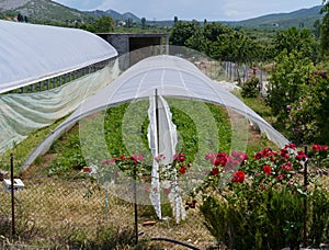 Potato plants in a Croatian glass house of plastic