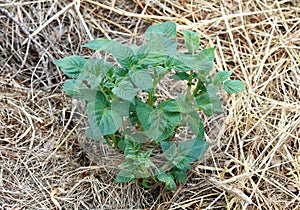 Potato plants cultivated in in mulch of hay