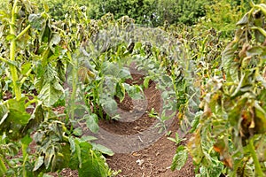 Potato plants damaged by the frost.