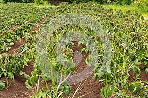 Potato plants damaged by the frost.