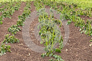 Potato plants damaged by the frost.