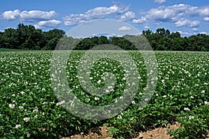 Potato plants in full bloom.