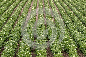 Potato Plants Grow Idaho Farm Agriculture Food Crop